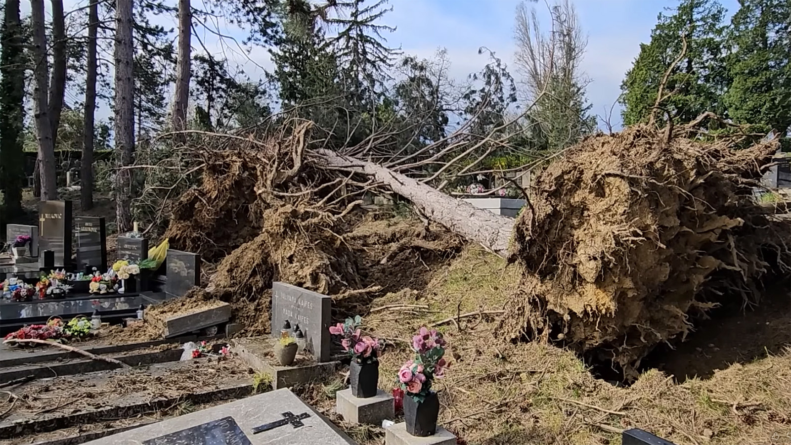 Zagrebačka bura: stabla srušila briga ekologa